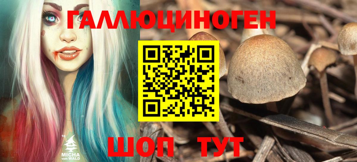 Псилоцибиновые грибы MAGIC MUSHROOMS  Вход с VPN  Мурино  Псилоцибиновые грибы Psilocybine cubensis 
